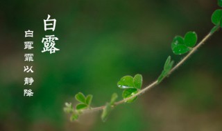 白露之后是什么节气（白露节气完了是什么节气）