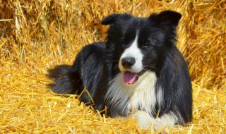 边牧换毛发颜色变淡了该怎么办 边牧换毛会变色吗