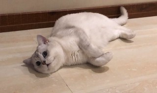 猫呼吸声很重怎么办 猫猫的呼吸声很重