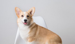 秋田犬和柴犬的区别是什么哪一个贵(秋田犬和柴犬哪个更贵)