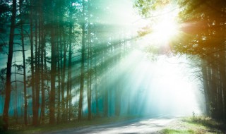 森林的三大效益是什么（森林中有哪三大效益）