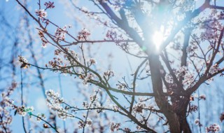 各种花代表什么象征意义 什么花代表什么象征意义