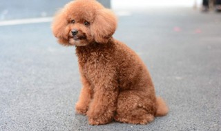 成年泰迪狗吃什么食物（成年泰迪吃什么食物好）