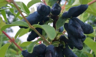 蓝锭果是什么 蓝靛果的功效