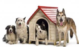 边牧咬人怎么训练 边牧咬人怎么办