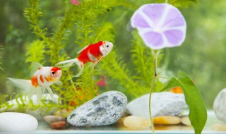 金鱼用英语怎么读(鲸鱼用英语怎么读)