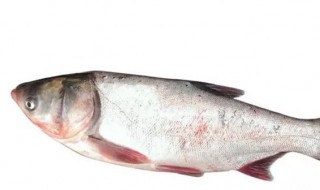 鲢鱼怎么读(鲢鱼怎么读什么意思)