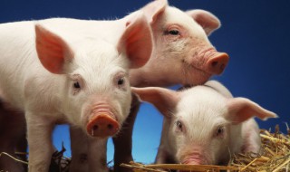 母猪咬小猪怎么办（母猪咬小猪的处理方法）