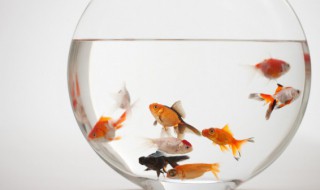 金鱼大肚子怎么回事 金鱼肚子大了