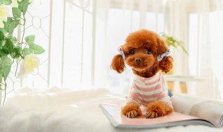 泰迪护食咬主人怎么办（泰迪凶主人甚至咬主人怎么办）