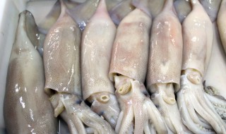乌贼怎么炒 乌贼怎么炒好吃