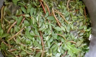 马齿苋怎么泡酒 马齿苋怎么泡酒啊