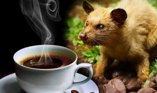 猫屎咖啡粉怎么泡简易 如何泡猫屎咖啡