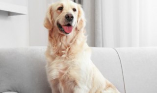 狗咬了20年了怎么办 狗咬十年后怎么办