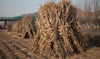 玉米秸秆储存方法 玉米秸秆储存方法价格