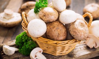 口蘑储存方法（口蘑菇保存方法）