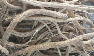 党参的储存方法（党参的保存方法）