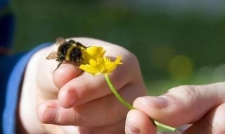 蜜蜂蛰了红肿怎么办（被蜜蜂蛰了肿了红了怎么办）