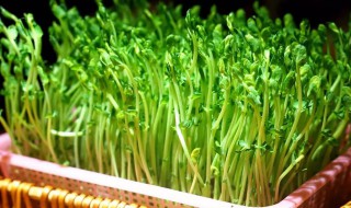 清炒豆苗怎么炒好吃 清炒豆苗的吃法