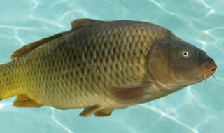 鲤鱼的储存方法（鲤鱼怎么储藏）