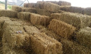 草料的储存方法 草料保存方法