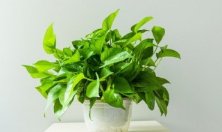 大鱼缸养绿萝怎么固定（鱼缸上养绿萝如何固定）