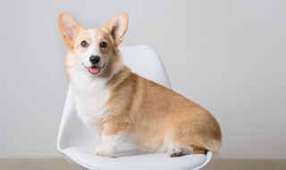 小孩被狗咬了怎么办（小孩儿被小狗咬了怎么办?）