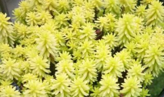 黄金万年草怎么扦插（黄金万年草怎么扦插图）