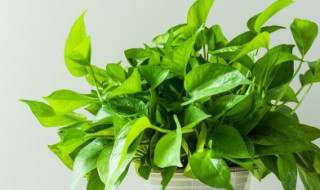 怎么种绿萝 绿萝怎么养