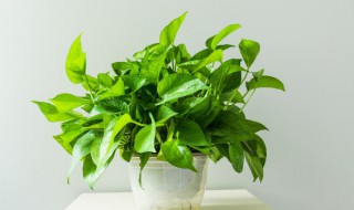 绿萝叶子怎么变大（怎么样让绿萝的叶片越长越大）