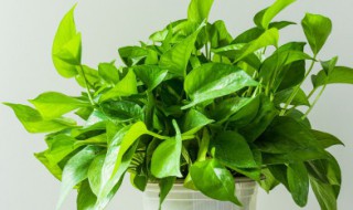 绿萝怎么养水培 如何养好水培绿萝