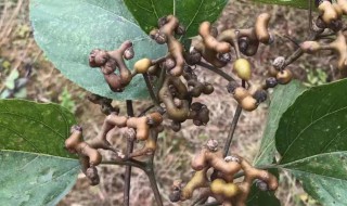 万寿果怎么泡酒（万寿果怎么泡酒的功效）