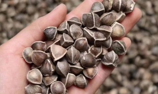 辣木籽怎么泡水喝 辣木籽怎么泡水喝要带壳吗