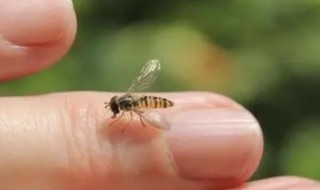 在野外被蜜蜂蛰怎么办（野外被蜜蜂蛰咬后,应该如何应急处理）