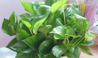 绿萝叶边缘发黄怎么办(绿萝叶子黄边怎么办)