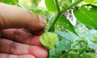 灯笼草怎么泡水喝(灯笼草怎样泡水喝)
