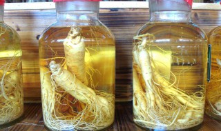 人参怎么泡酒最佳（人参怎么样泡酒）