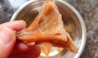 墨鱼怎么泡最快 墨鱼怎么泡水