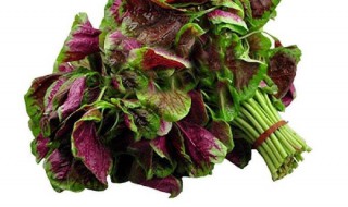 吃苋菜可以减肥吗 减肥可以吃苋菜吗?