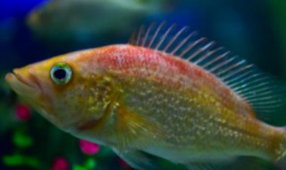 鱼身上有红点怎么回事（鱼身上有红点怎么回事原因）