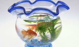 鱼缸内壁水渍怎么清理 怎样快速清理鱼缸内壁上的水垢