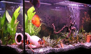 大鱼缸怎么清理（大鱼缸怎么清理玻璃）