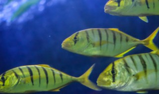 鱼半年不喂怎么饿不死（鱼一年不喂能不能饿死）