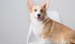 狗狗可以吃鸡蛋吗（三个月的狗狗可以吃鸡蛋吗）