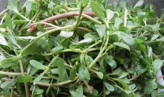 马齿苋储存方法 马齿苋储存方法视频