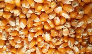 干玉米储存方法(干玉米储存方法图片)