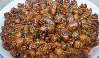 知了的储存方法 知了猴如何保存