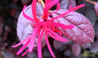 红花的储存方法（红花的储存方法有哪些）