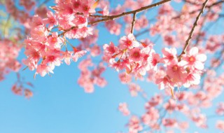 十大最漂亮的花 十大最漂亮的花图片