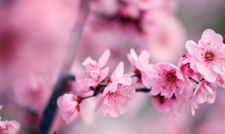 冬天十种最美的花(冬天十种最美的花简笔画)